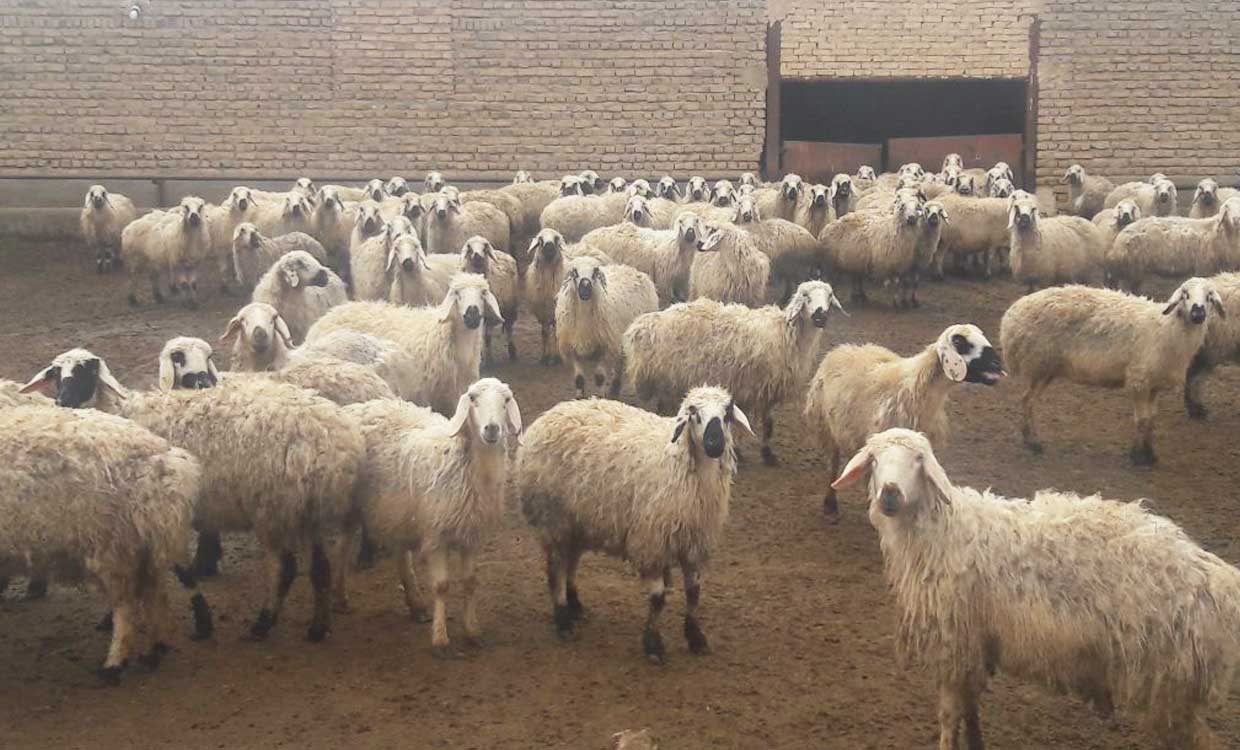عرضه مستقیم گوسفند زنده
