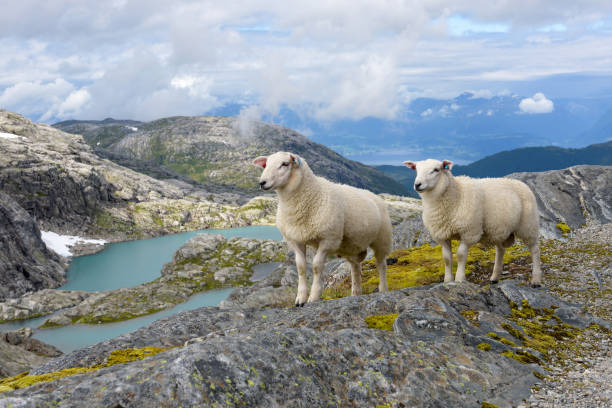 حقایقی جالب درباره گوسفند ها
