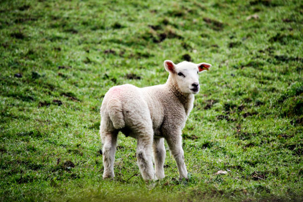 Benefits and harms of sheep fat