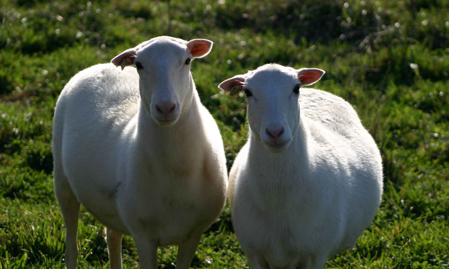گوسفند زنده شهرداری