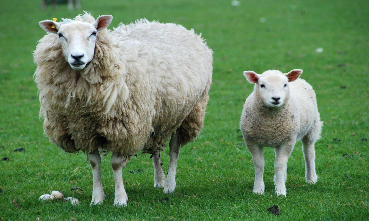 تشخیص سن گوسفند زنده