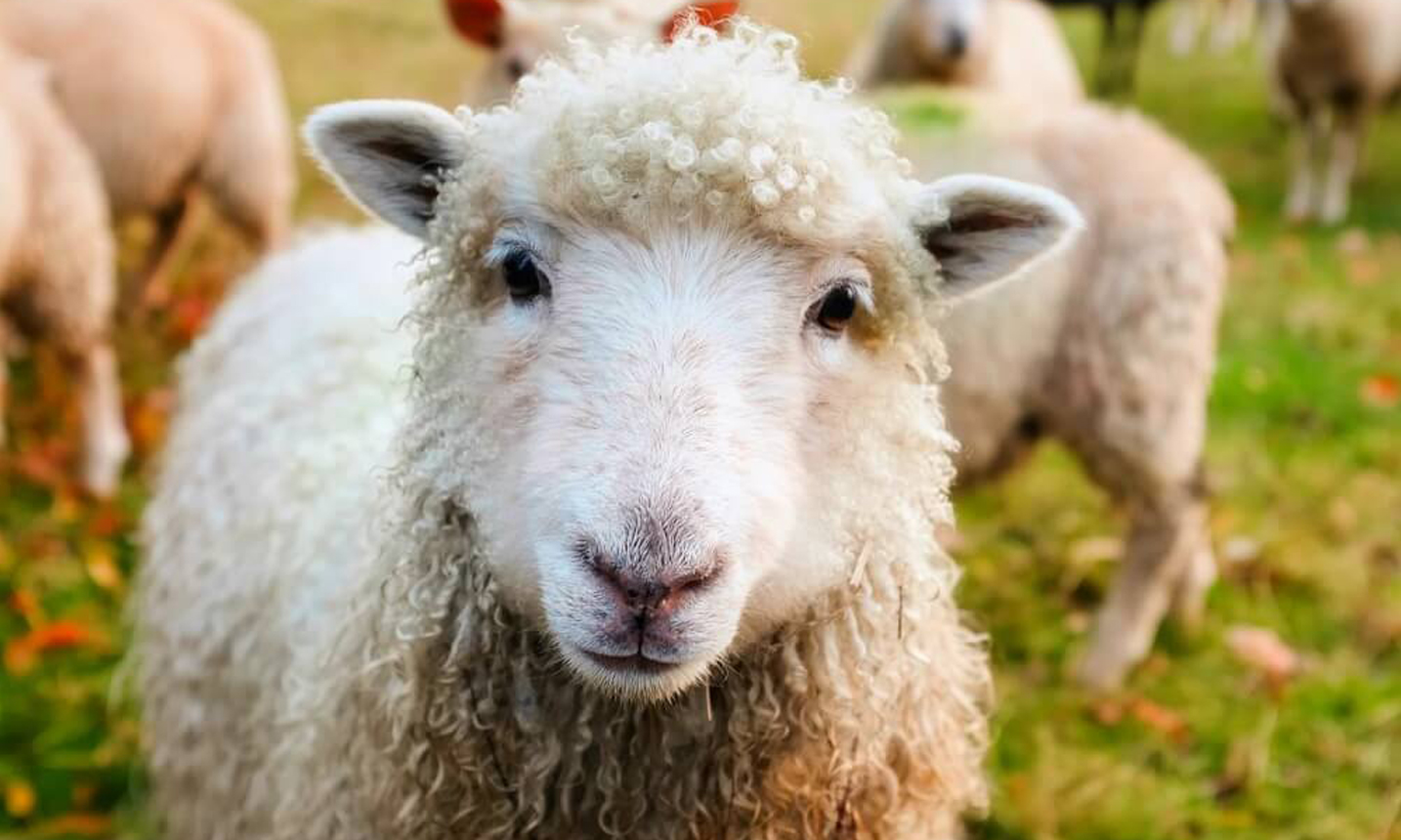 دام زنده|ارائه سالم ترین دام و گوسفند زنده 