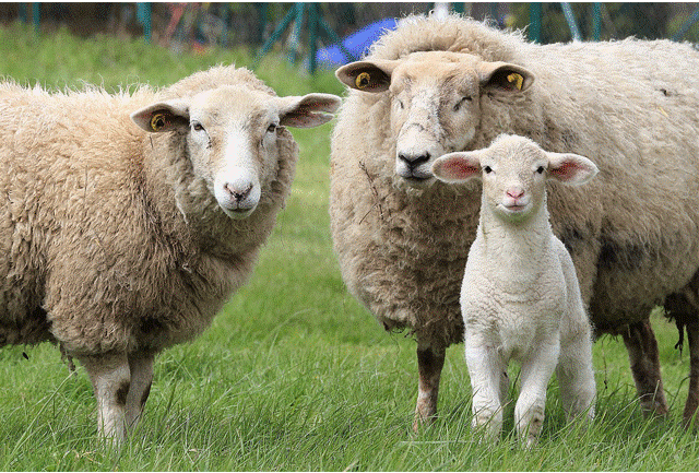پخش گوسفند زنده شهرداری