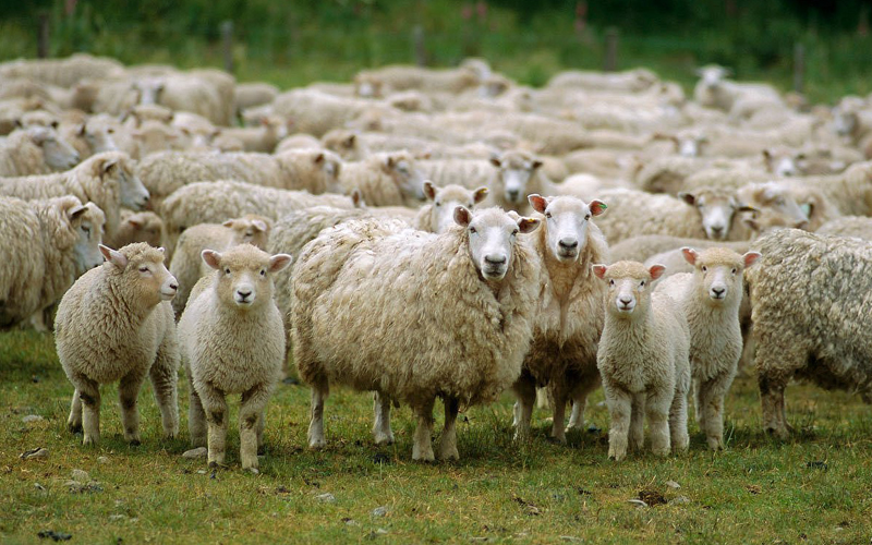 قیمت گوسفند زنده 99